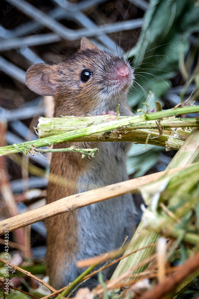 Brandmaus ( Apodemus agrarius ) im Kompost. Brandmaus ( Apodemus agrarius ) im Kompost.