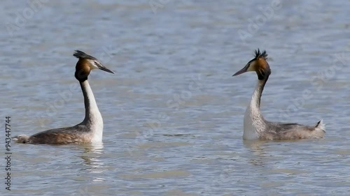 Great Crested Grebe Mirroring During Courtship photo