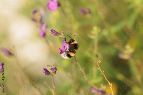 bellissima vista macro di un grosso bombo mentre tenta di arrampicarsi su un piccolo fiore magenta per prendere il polline, di giorno, in estate photo