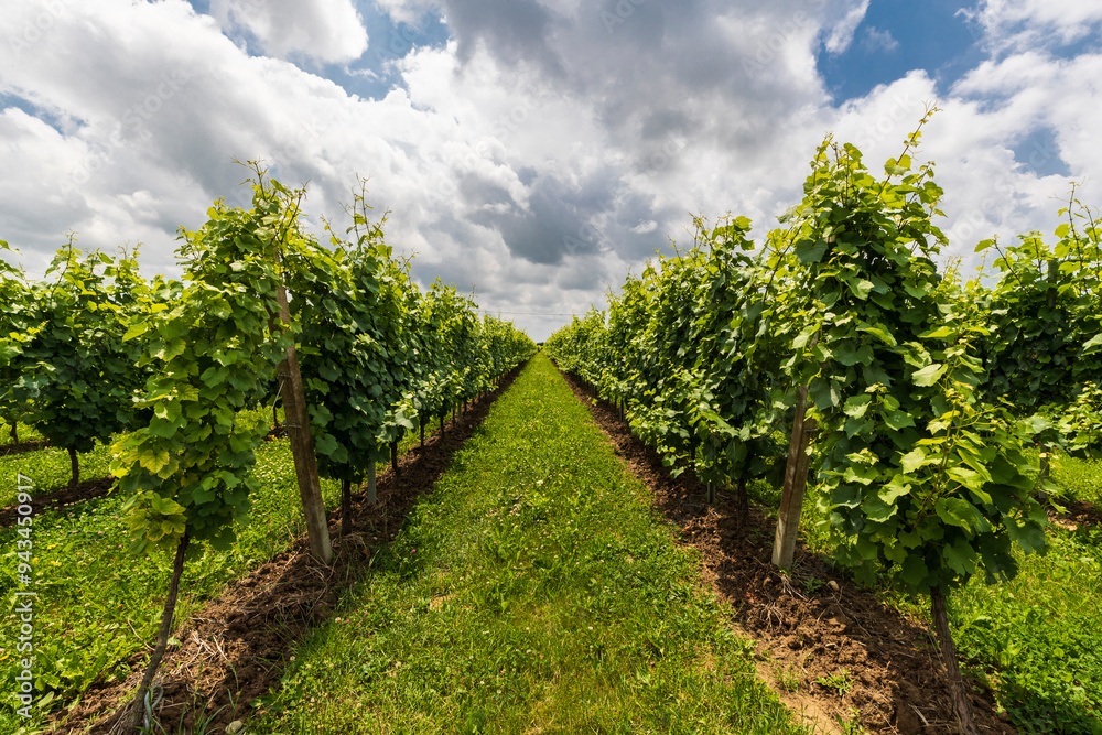 Vineyards