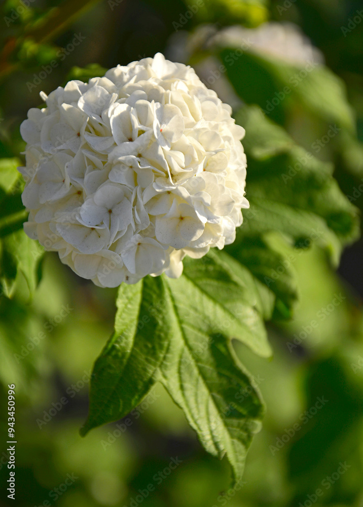 kalina koralowa odmiana 'Roseum', biale kule kaliny w ogrodzie, Viburnum opulus, guelder rose, Snowball flowers in garden, blooming viburnum