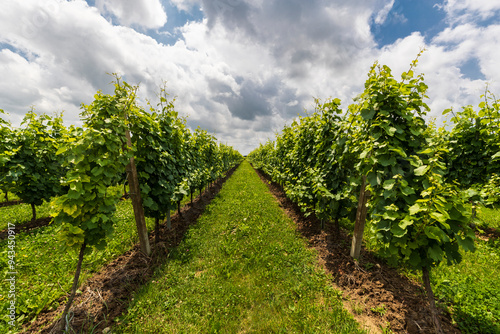 Obraz na płótnie Vineyards w salonie