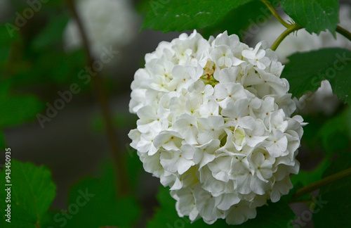 kalina koralowa odmiana  'Roseum', biale kule kaliny w ogrodzie, Viburnum opulus,  guelder rose, Snowball flowers in garden, blooming viburnum photo