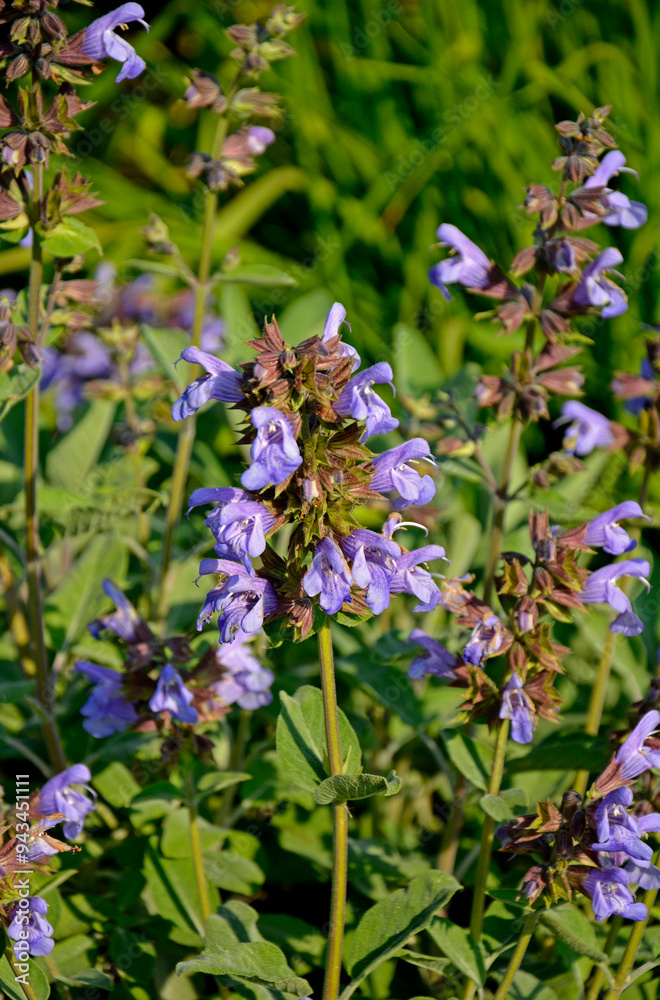 kwitnąca szałwia, fioletowe kwiaty szalwi w ogrodzie, Szałwia lekarska, Salvia officinalis, common sage, Purple sage flowers in the garden