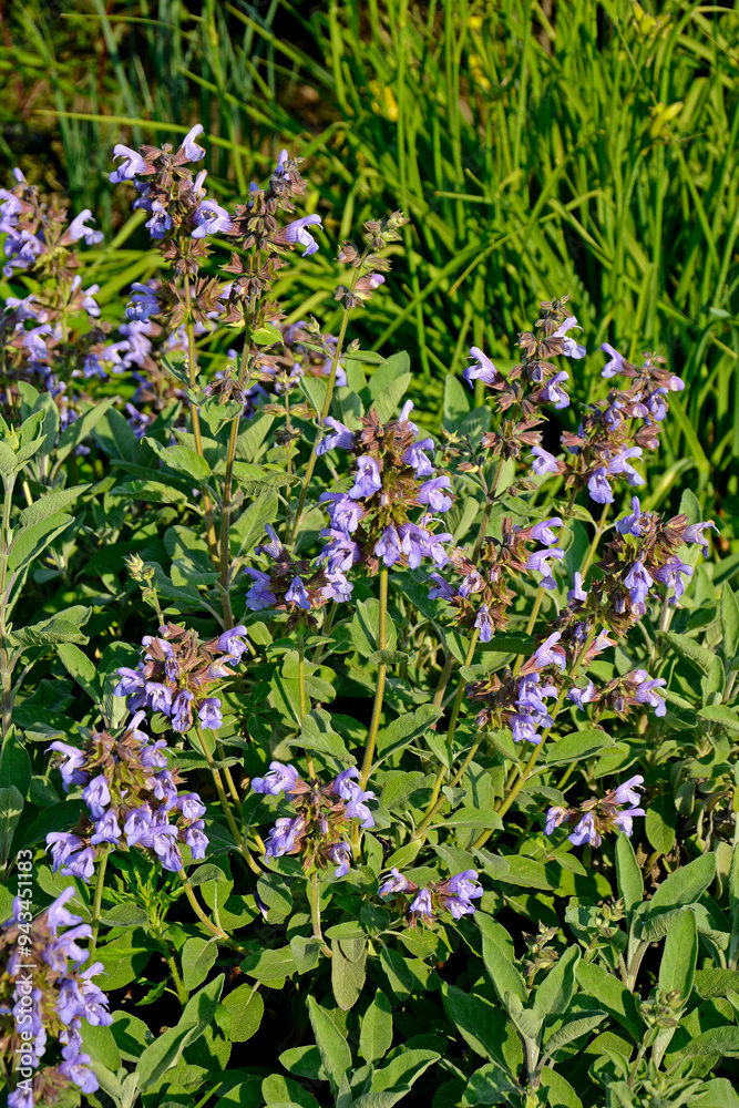 kwitnąca szałwia, fioletowe kwiaty szalwi w ogrodzie, Szałwia lekarska, Salvia officinalis, common sage, Purple sage flowers in the garden