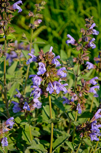 Obraz na płótnie kwitnąca szałwia, fioletowe kwiaty szalwi w ogrodzie, Szałwia lekarska, Salvia officinalis, common sage, Purple sage flowers in the garden w salonie