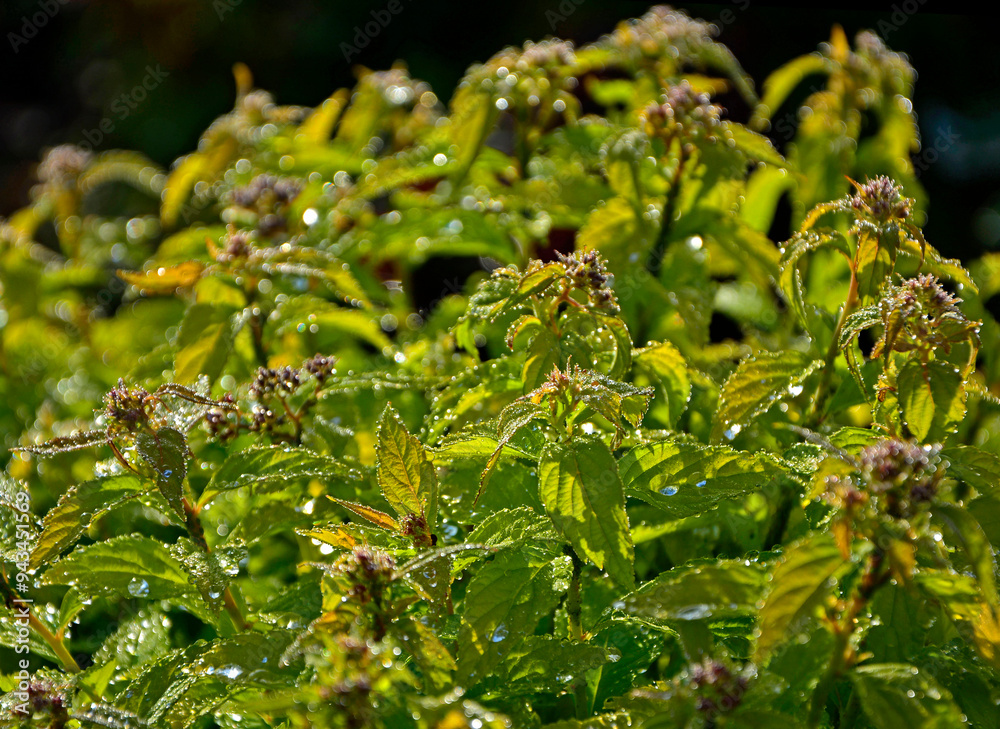 tawuła japońska pokryta rosą, Tawuła japońska, tawuła drobna, Spiraea japonica, Japanese meadowsweet covered in dew, dew drops on Japanese spiraea, dew drops on buds and leaves spiraea, dewy Spiraea