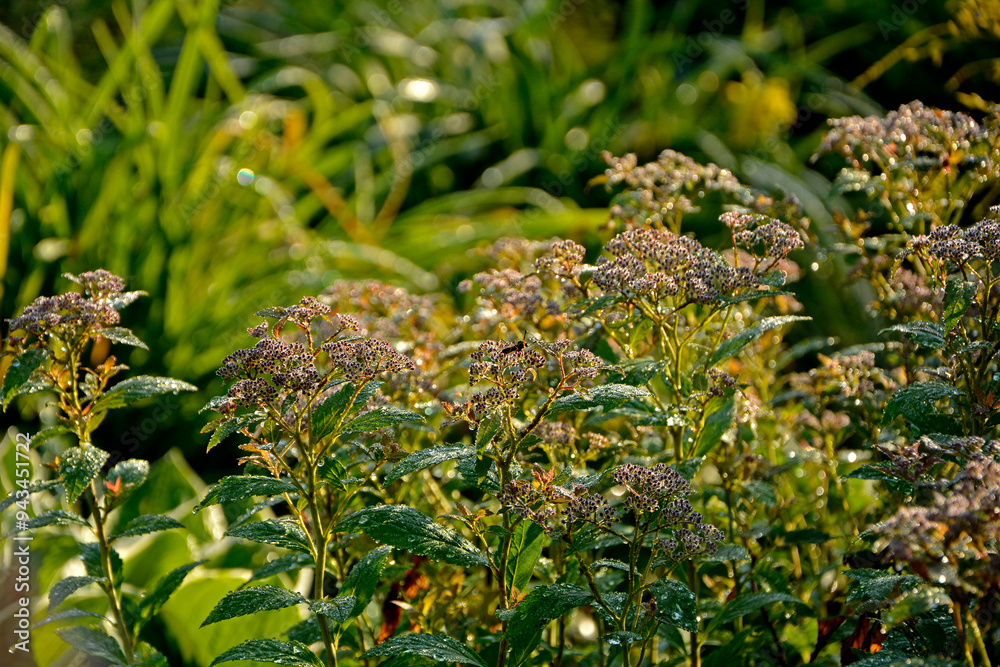 tawuła japońska pokryta rosą, Tawuła japońska, tawuła drobna, Spiraea japonica, Japanese meadowsweet covered in dew, dew drops on Japanese spiraea, dew drops on buds and leaves spiraea, dewy Spiraea