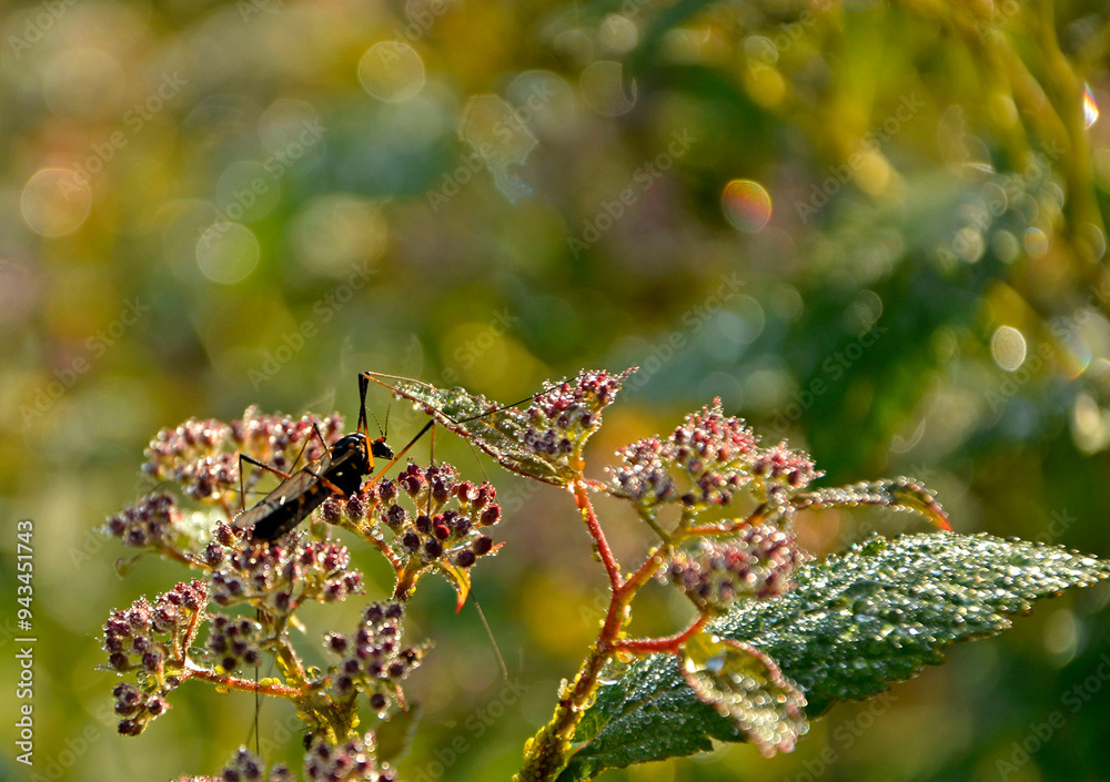 tawuła japońska pokryta rosą, Tawuła japońska, tawuła drobna, Spiraea japonica, Japanese meadowsweet covered in dew, dew drops on Japanese spiraea, dew drops on buds and leaves spiraea, dewy Spiraea