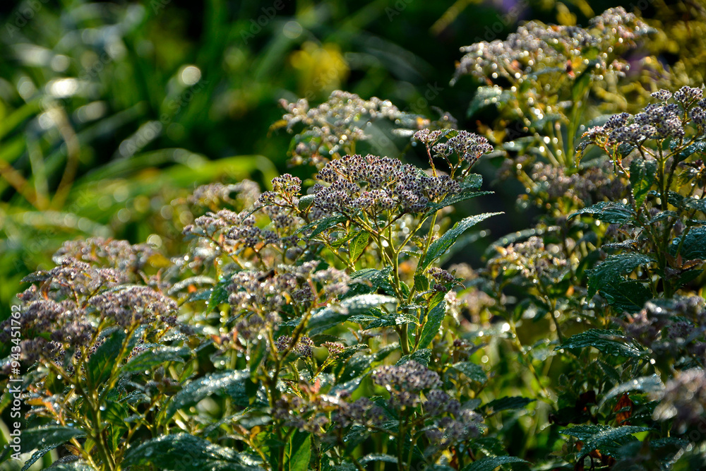 tawuła japońska pokryta rosą, Tawuła japońska, tawuła drobna, Spiraea japonica, Japanese meadowsweet covered in dew, dew drops on Japanese spiraea, dew drops on buds and leaves spiraea, dewy Spiraea