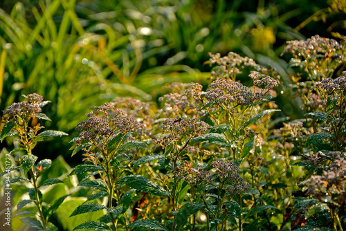 Obraz na płótnie tawuła japońska pokryta rosą, Tawuła japońska, tawuła drobna, Spiraea japonica, Japanese meadowsweet covered in dew, dew drops on Japanese spiraea, dew drops on buds and leaves spiraea, dewy Spiraea
w salonie