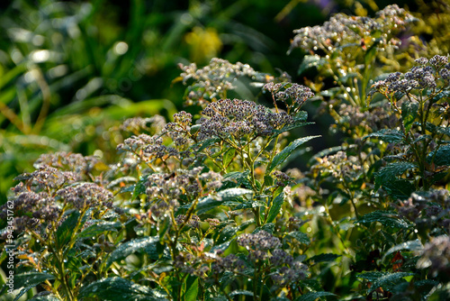 Obraz na płótnie tawuła japońska pokryta rosą, Tawuła japońska, tawuła drobna, Spiraea japonica, Japanese meadowsweet covered in dew, dew drops on Japanese spiraea, dew drops on buds and leaves spiraea, dewy Spiraea
w salonie