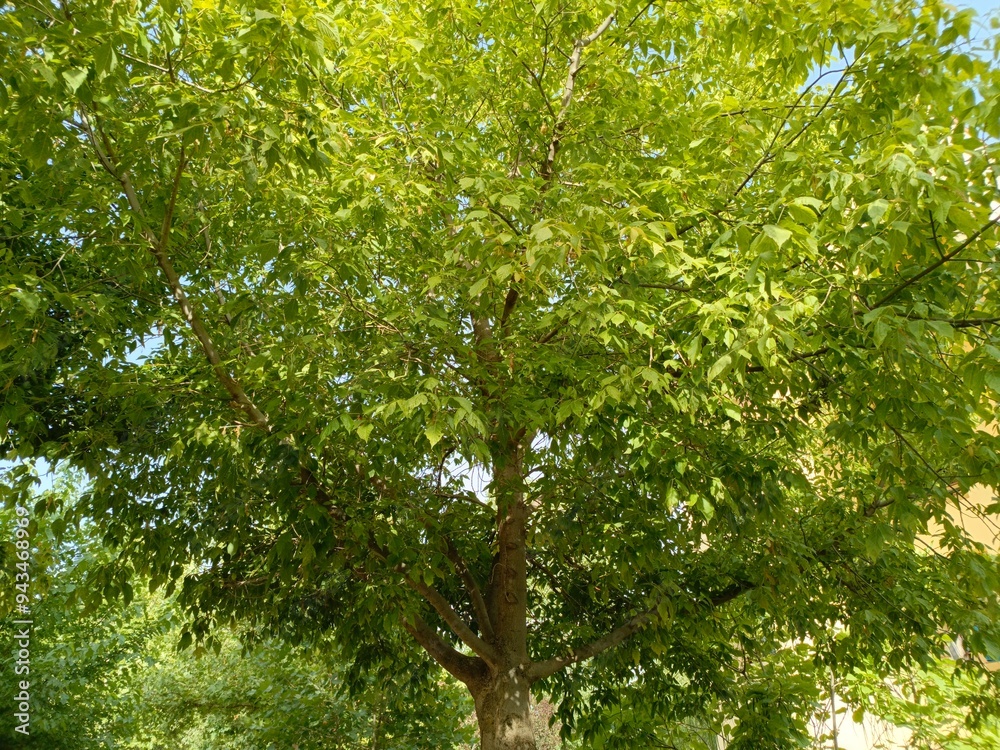 Fototapeta premium Ifrane, Morocco - August 07, 2024: The Splendor of Nature in Ifrane: Enchanting Trees and Gardens in the Heart of Morocco