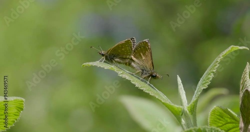 Dingy Skipper butterflies Mating ( Erynnis tages )  photo