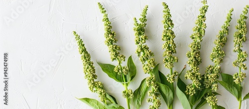 Close up view of vibrant green quinoa sprigs with seeds on a white backdrop showcasing a garden plant in a copy space image photo