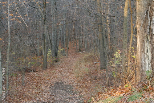 path in autumn forest