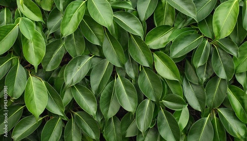 ficus benjamina green leaves texture