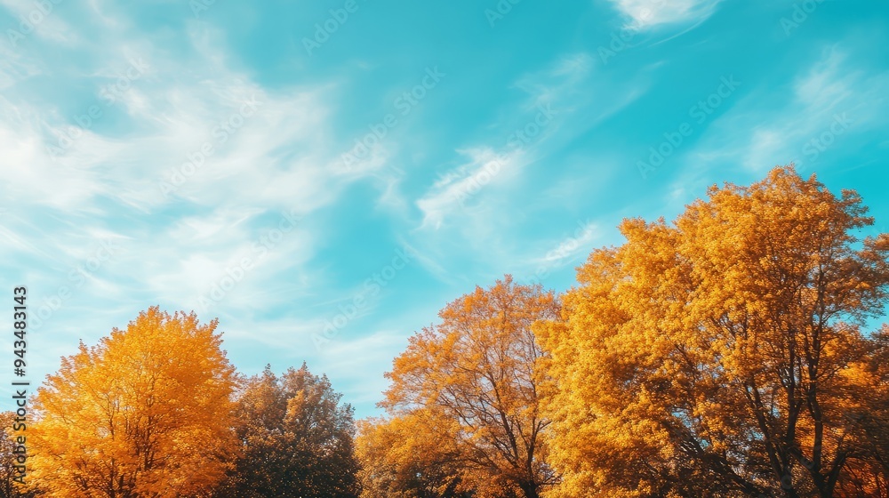 A cluster of trees with autumn leaves, framed against a brilliant blue sky. A cluster of trees with autumn leaves, framed against a brilliant blue sky.