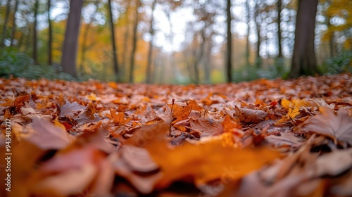 A forest floor covered in fallen leaves, with the sky visible through the branches above.