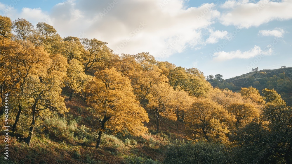 A hillside covered in autumn trees, with the sky peeking through the branches. A hillside covered in autumn trees, with the sky peeking through the branches.