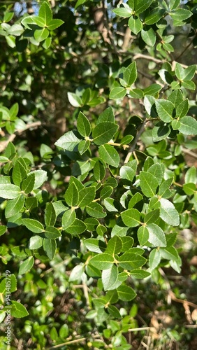 Wallpaper Mural  Small green glossy leaves in a continuous stream. Photo from Gorica Park in Podgorica. Montenegro. High quality photo Torontodigital.ca