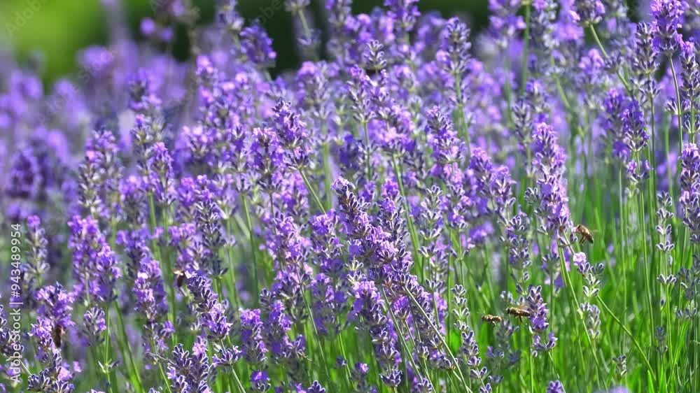 Spring lavender flowers under sunlight. Bees pollinate flowers and collect pollen. Lavender honey. Beautiful landscape of nature with a panoramic view. Hi spring. long banner