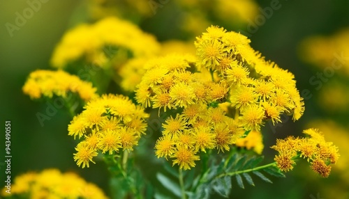 isatis tinctoria dyer s woad yellow flowers closeup selective focus