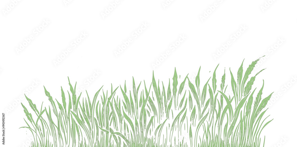 grass line bander, vector in side view painting botanical for section and elevation art