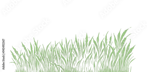grass line bander, vector in side view painting botanical for section and elevation art