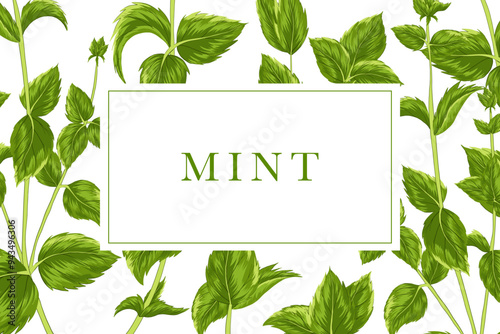 Mint tag design. Pappermint sticker. Text box. Mint sprig pattern background. Vector label for flavouring, beauty products, spices, tea with mint branches. Uncut elements. White background