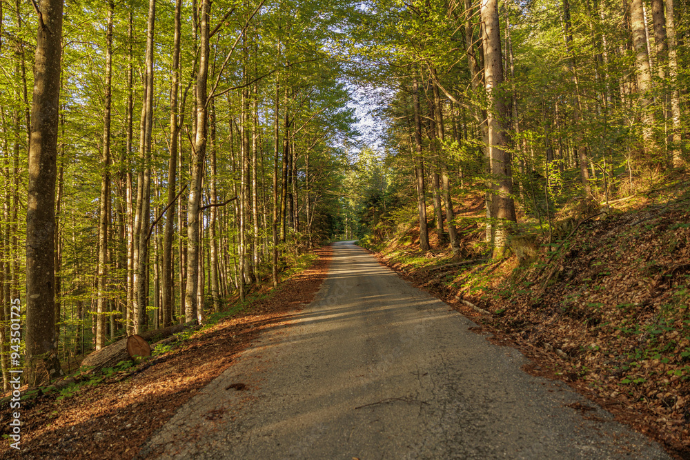 Fototapeta premium vista panoramica sull'interno di una bellissima foresta con alti alberi verdi, nelle montagne del nord est Italia, vicino a Tarvisio, di giorno, in primavera, illuminate dalla luce brillante del sole