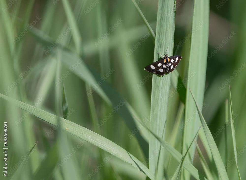 A white spotted sable moth resting on tall grass in a field in Ontario Canada. A white spotted sable moth resting on tall grass in a field in Ontario Canada.