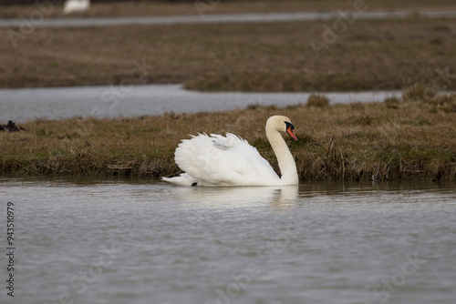 cigno bianco mentre si sposta lentamente nell'acqua di un piccolo lago, in un'area di palude fluviale, vicino ad alcuni pezzi di terra coperti da erba photo