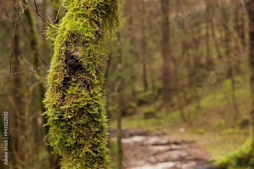 vista macro di parte della corteccia di un piccolo e vecchio albero in un bosco, completamente ricoperta da grandi strati di muschio verde