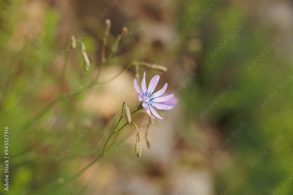 vista macro di un fiore dalle sfumature di colore rosa e blu nel suo ambiente naturale, di giorno, in primavera vista macro di un fiore dalle sfumature di colore rosa e blu nel suo ambiente naturale, di giorno, in primavera