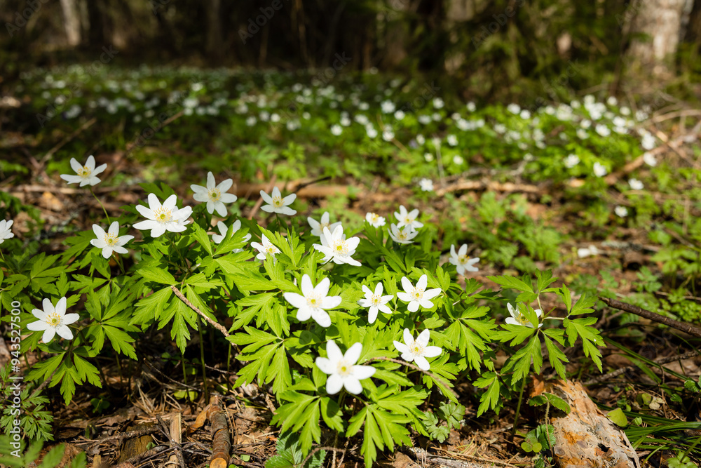 White anemone flowers in spring forest. Spring nature background. Beautiful nature landscape. Glade of anemone nemorosa. White anemone flowers in spring forest. Spring nature background. Beautiful nature landscape. Glade of anemone nemorosa.