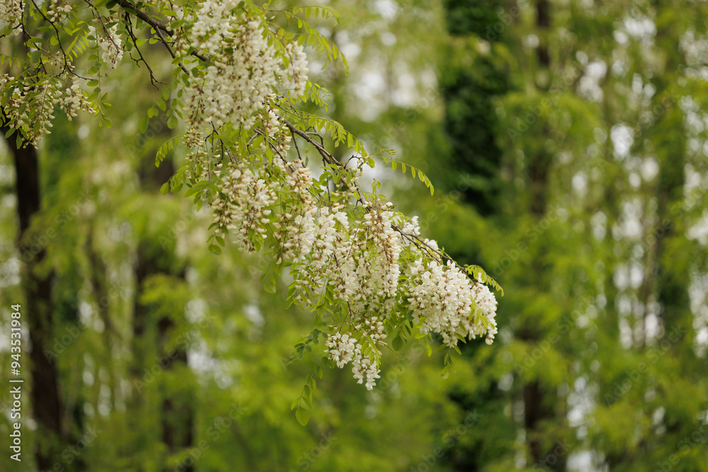 dettagli con vista in primo piano dei fiori bianchi di un albero di acacia, vicino ad un bosco collinare, di giorno in primavera