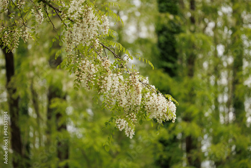 Obraz na płótnie dettagli con vista in primo piano dei fiori bianchi di un albero di acacia, vicino ad un bosco collinare, di giorno in primavera w salonie
