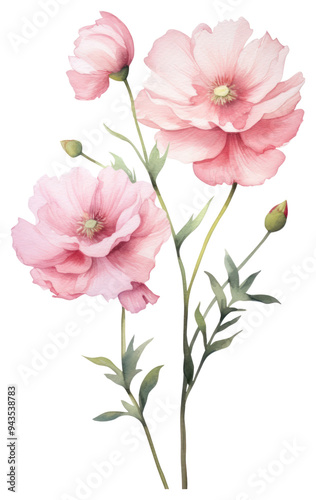 Fototapeta Naklejka Na Ścianę i Meble -  PNG Delicate watercolor pink flowers