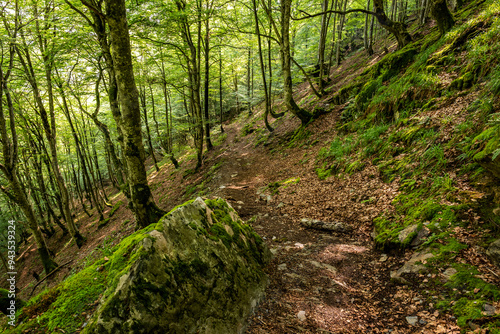 Sun-Dappled Forest Floor with Mossy Rocks