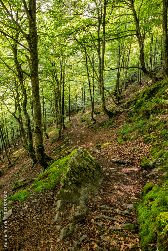 Forest Trail with Moss-Covered Rocks Forest Trail with Moss-Covered Rocks