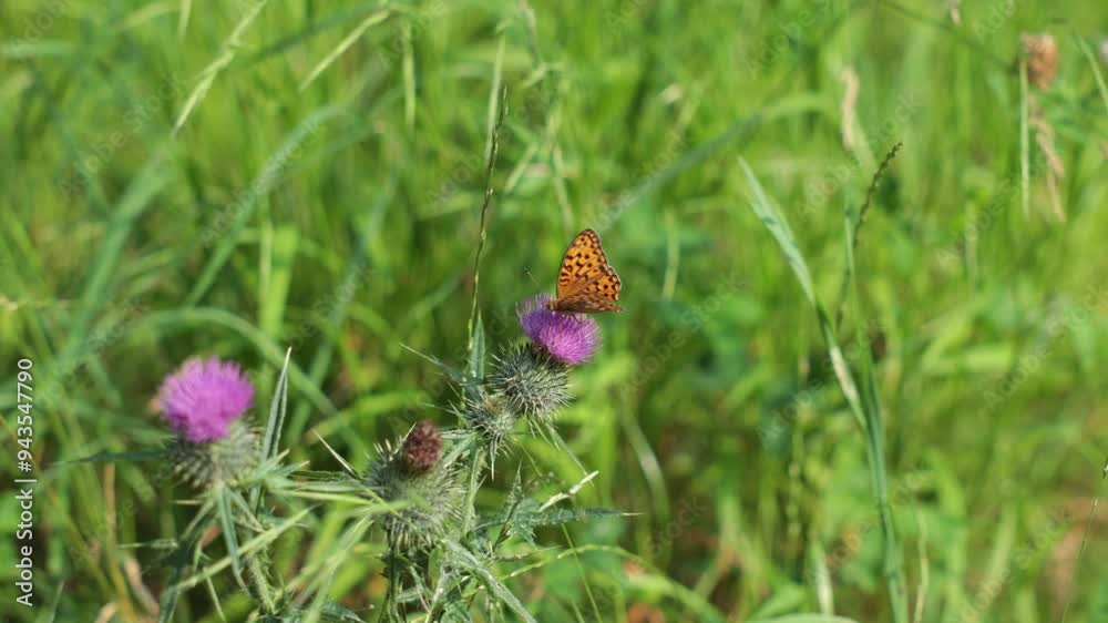 filmato con ripresa macro in tempo reale di una farfalla arancione su un fiore viola e rosa, in un ambiente naturale, su sfondo verde sfuocato filmato con ripresa macro in tempo reale di una farfalla arancione su un fiore viola e rosa, in un ambiente naturale, su sfondo verde sfuocato