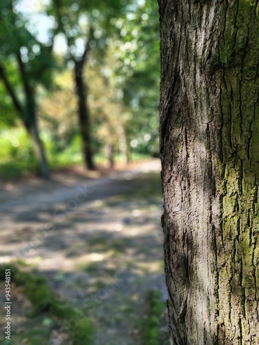 path in the park