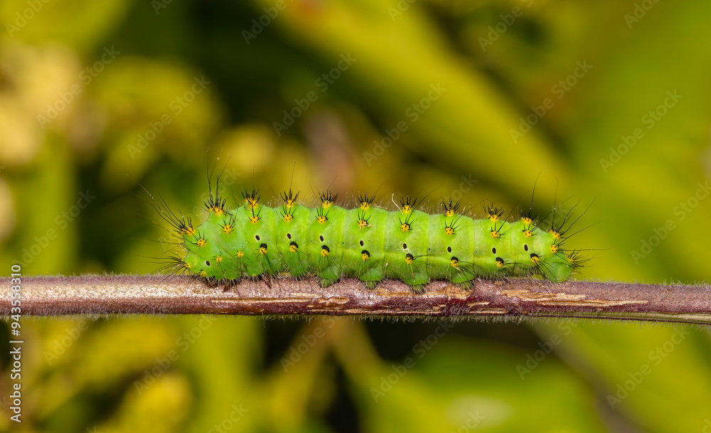 Naklejka premium A wonderful green caterpillar with yellow and black dots