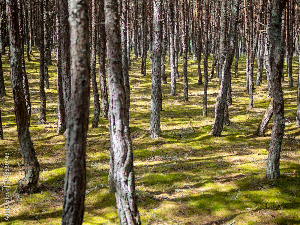 Obraz premium tree tunks in dancing forest on Curonian Spit