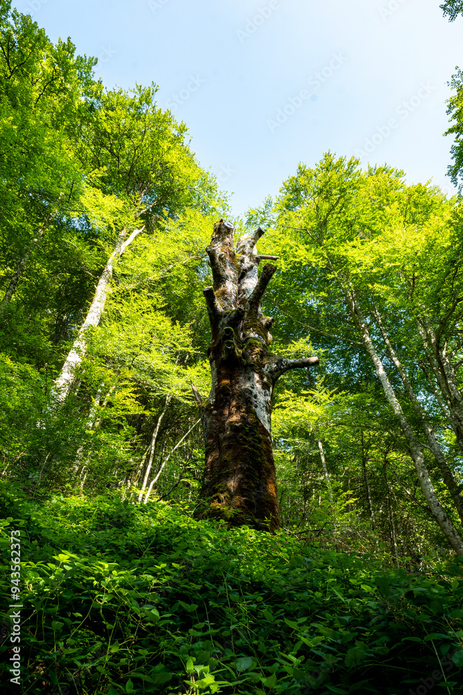 Fototapeta premium Towering Ancient Tree in a Dense Pyrenees Forest