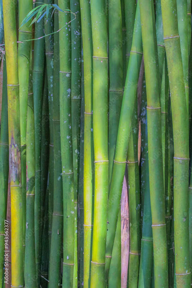 Photograph of green bamboo with varying shades, illuminated by sunlight, highlighting details such as the smooth texture, characteristic nodes, and a few delicate leaves around. Photograph of green bamboo with varying shades, illuminated by sunlight, highlighting details such as the smooth texture, characteristic nodes, and a few delicate leaves around.