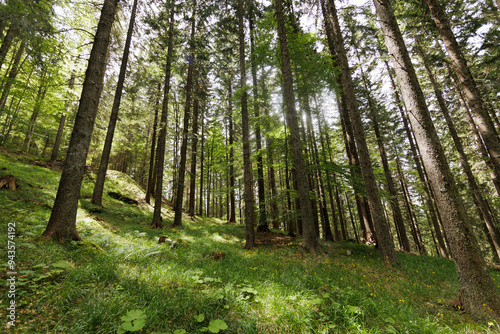 ampia vista panoramica su un vasto bosco nelle montagne dell'Italia nord orientale, ricco di prati verdi e alti alberi, di giorno, in estate