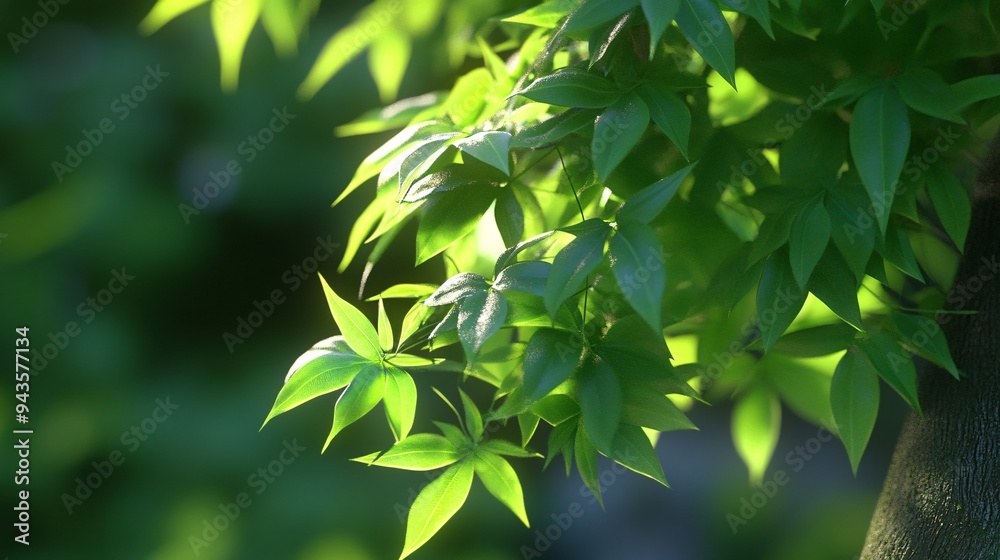 Close-up of vibrant green leaves illuminated by soft sunlight. Close-up of vibrant green leaves illuminated by soft sunlight.