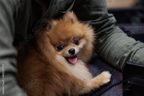 dettagli di un tranquillo e felice cane in braccio al suo padrone photo